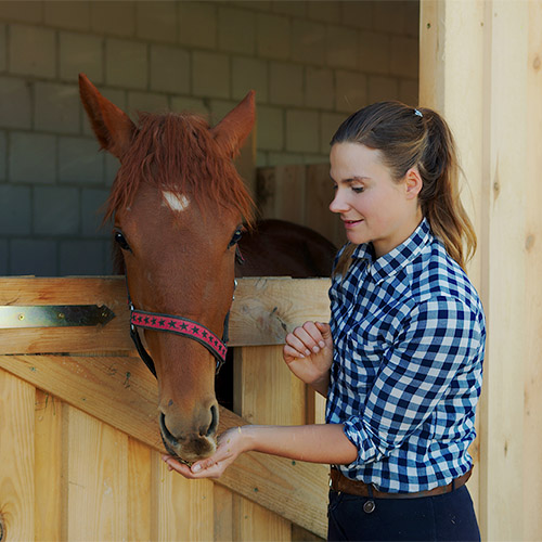Woman feeding a treat to a chestnut horse in a stable