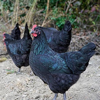 Free range Australorp chickens