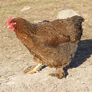 Fancy Cochin Chicken With Feathered Legs