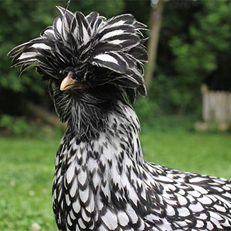 LF Bearded Silver laced polish pullet