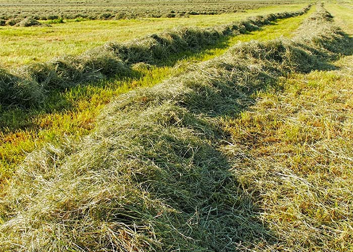 Freshly cut hay in a field
