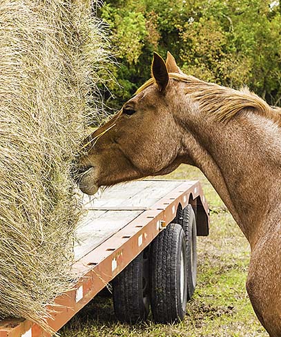 A roan horse eating hay 