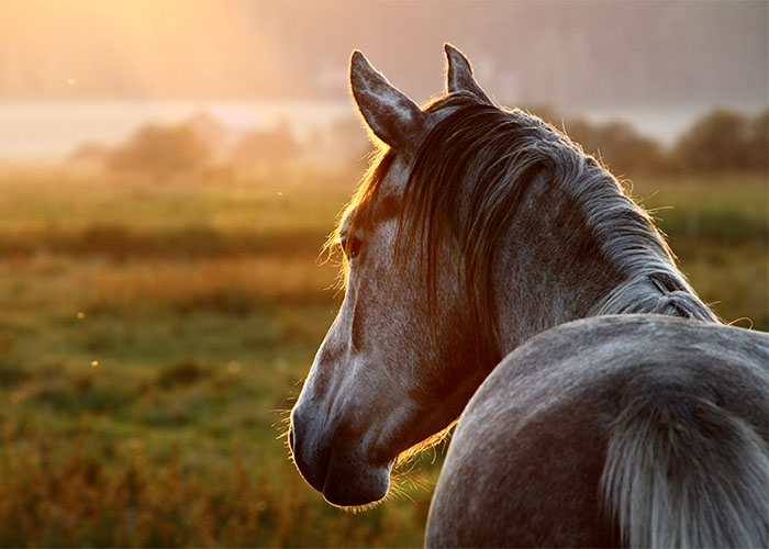 Horse on pasture at evening near sunset