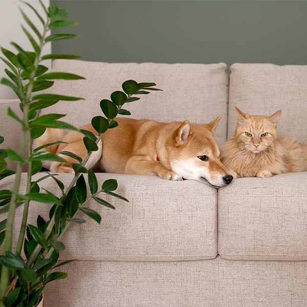 Red Shiba inu dog and red cat napping on gray couch in modern room with green wall and potted plants. Cozy home
