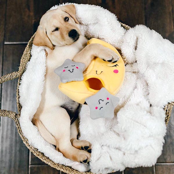 Puppy with plush toys in a blanket