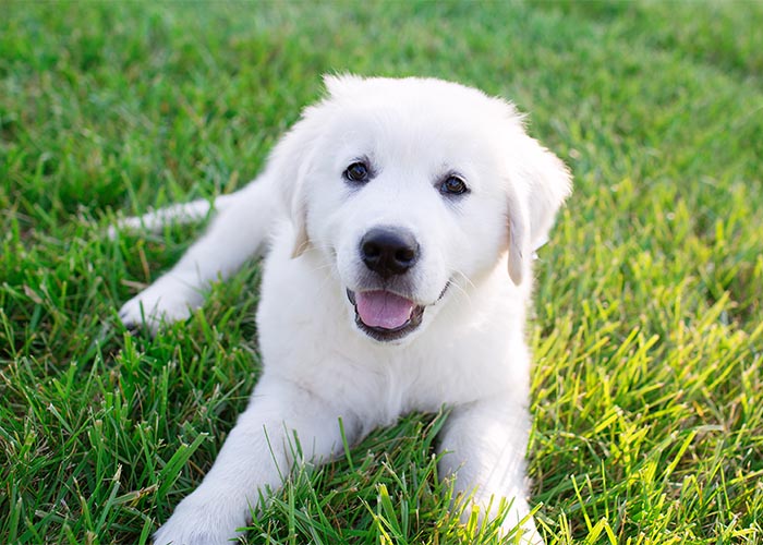 Happy white Golden Retriever puppy outside
