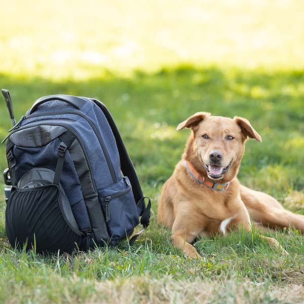 Relaxed dog laying in the grass by a Kerrits equestrian backpack