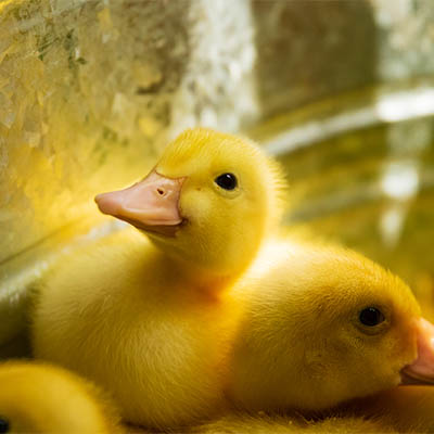 A peking Duckling sits in a brooder