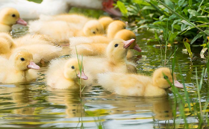 Ducklings in a lake