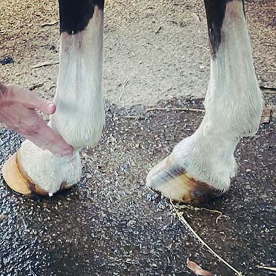 Hand on a horse's pastern after washing 