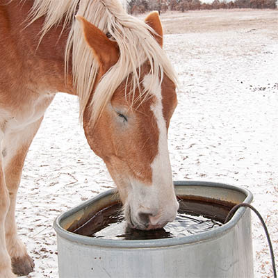 Horse drinking from a heated water source in winter