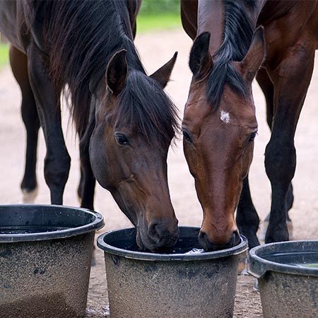 Two bay horses drinking water from bucket in paddock