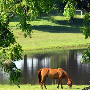 Chestnut horse grazing in a field next to a lake