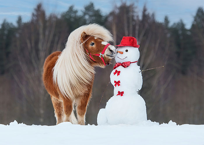 Shaggy pony curiously sniffing a snowman's carrot nose