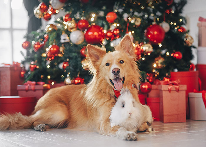 Dog and rabbit lying in front of a Christmas tree with presents