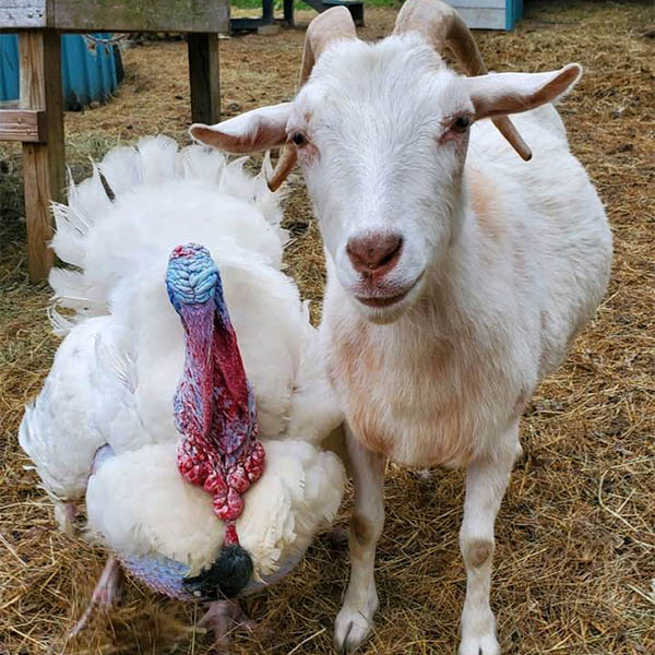 Turkey and goat at Amazing Grace Animal Sanctuary