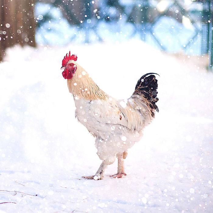 Rooster in a beautiful snowy landscape