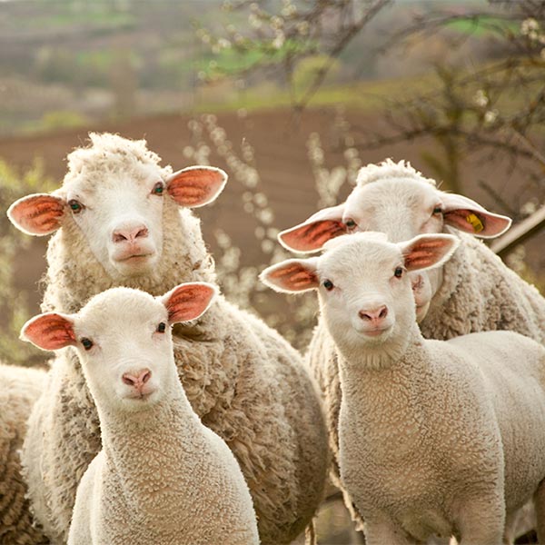Merino sheep 