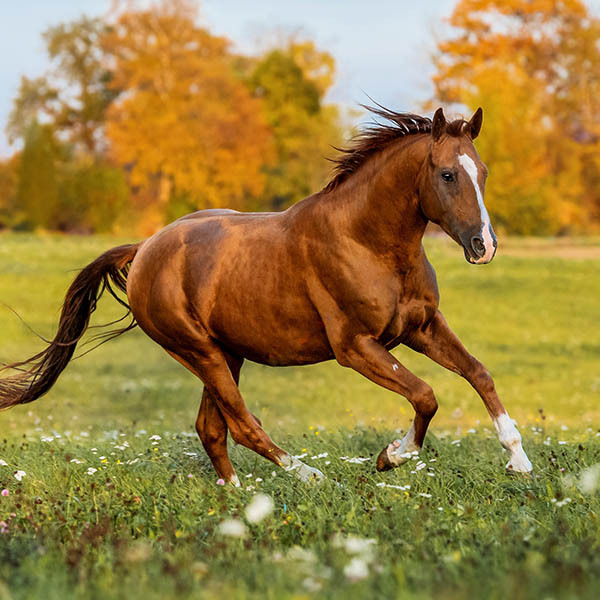Shiny chestnut horse running in a field