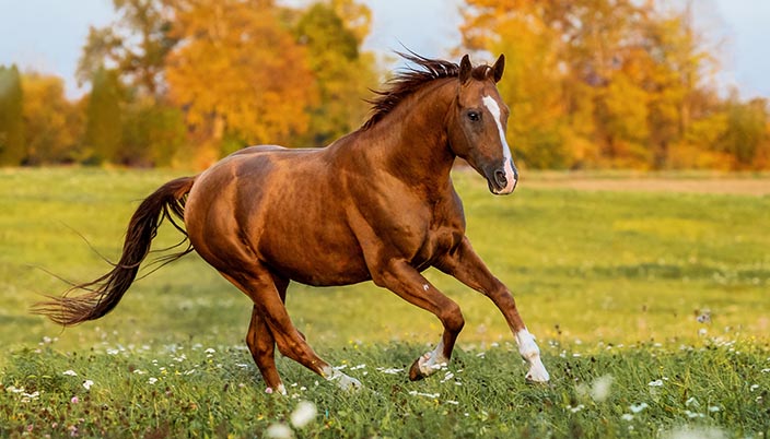 Shiny chestnut horse running in a field