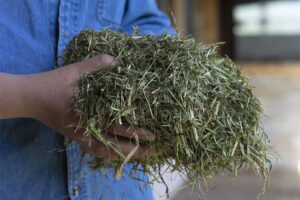 Forage-Based Alternatives to Long Stem Baled Hay – The Cheshire Horse - Timothy Hay Alternatives For Baled Hay