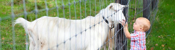 Child petting a goat through a woven-wire fence