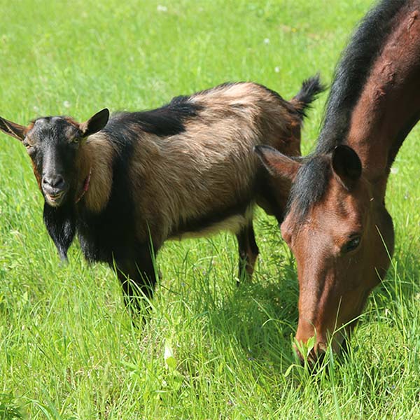 Goat and horse grazing together