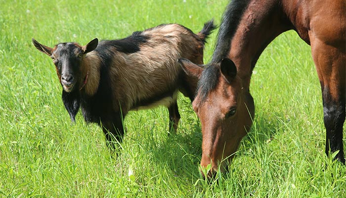 Bay horse and brown-black billy goat grazing together