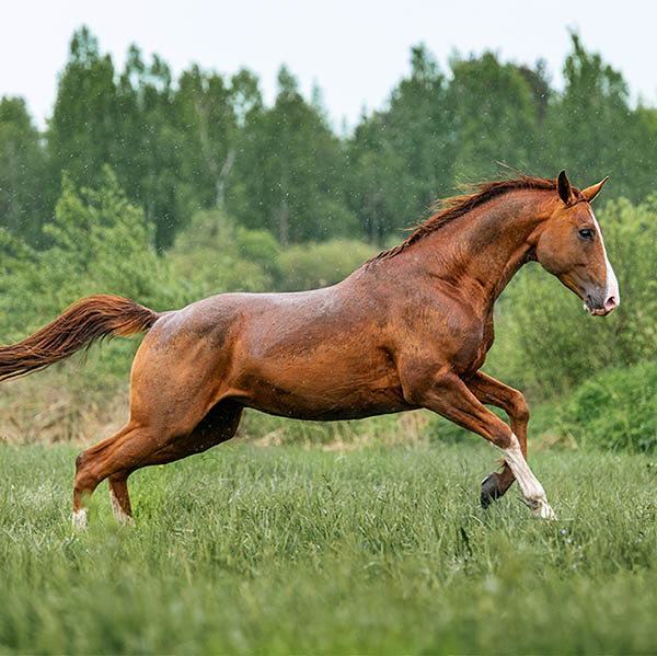 Chestnut horse running in a pasture in the rain