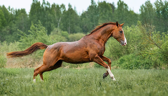 Chestnut horse running in a pasture in the rain