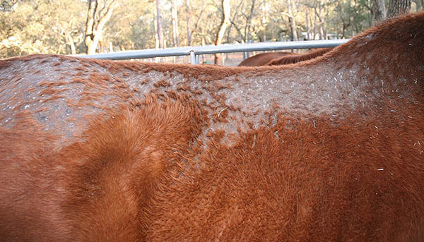 Horse's topline afflicted with rain rot