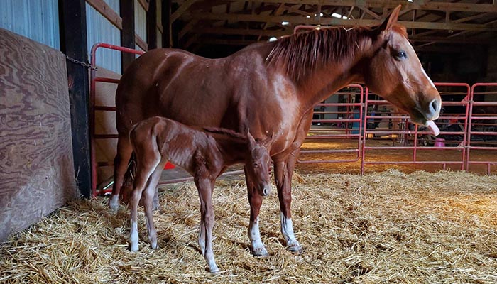 Sky with her newborn foal