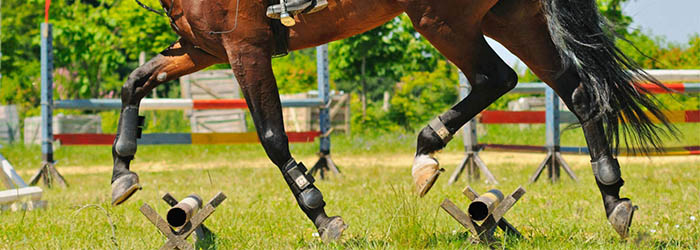 Horse wearing horse boots trotting over cavaletti