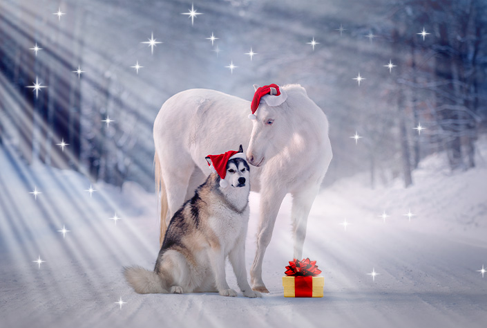 Horse and dog in Santa hats with a gift next to them in a snowy landscape
