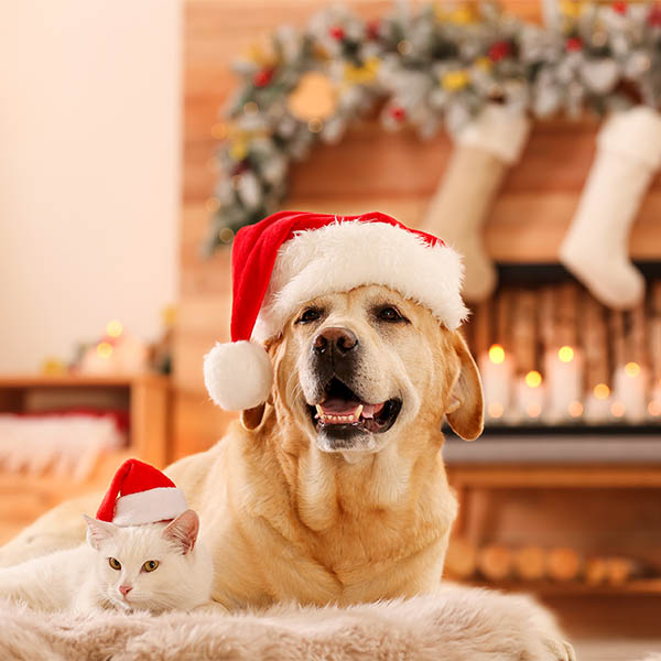 Festive dog and cat in Christmas environment