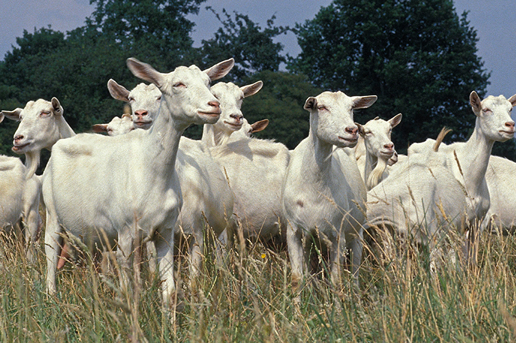 Captivating Caprines A Guide To 10 Popular Goat Breeds The Cheshire 