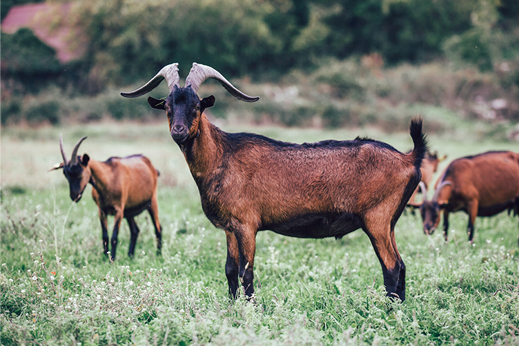 Alpine goats