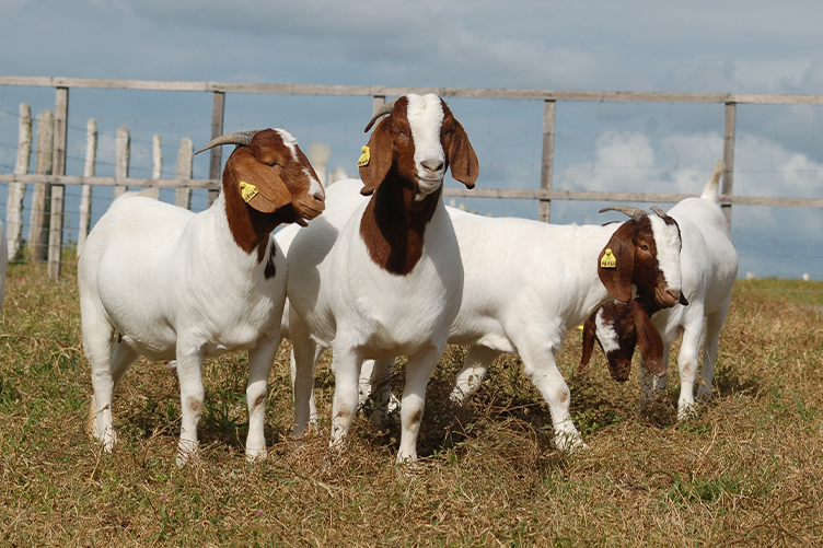 Boer goats