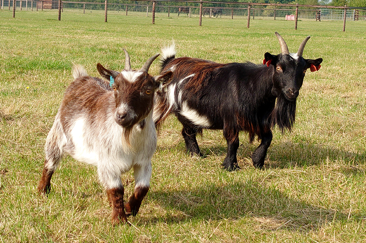Pygmy goats