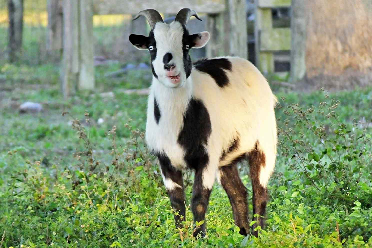 Tennessee Fainting goat