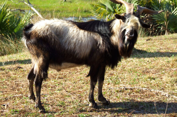 Spanish meat goat