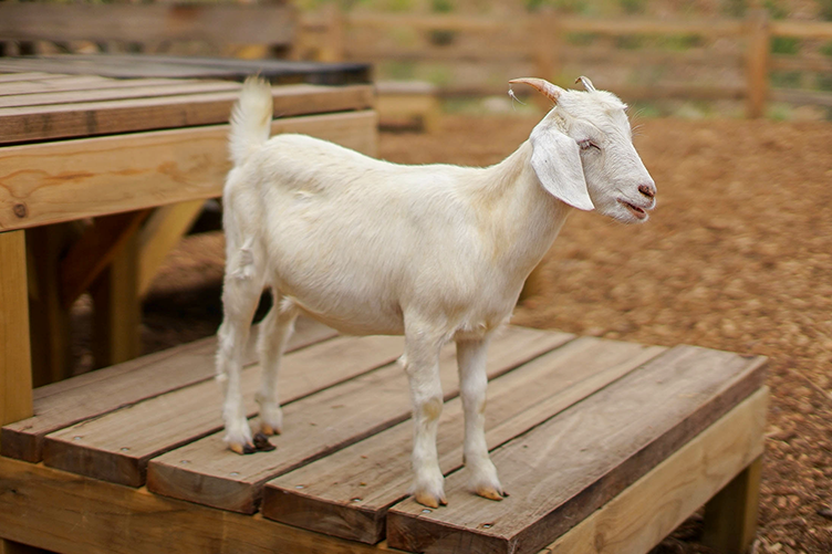 Goat on a playground