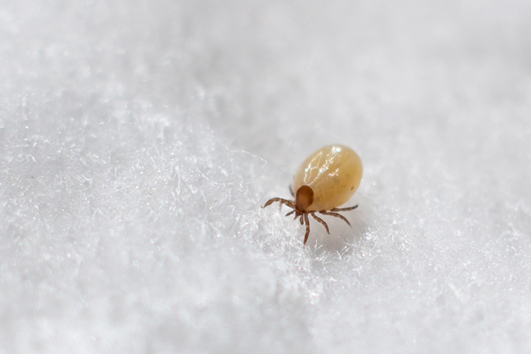 External Parasites
