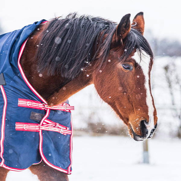 Winter Skin Care for Horses