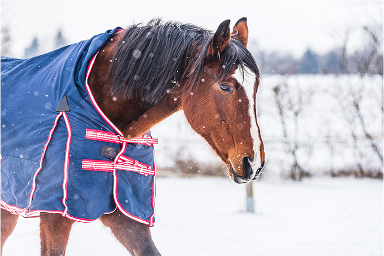 Winter Skin Care for Horses