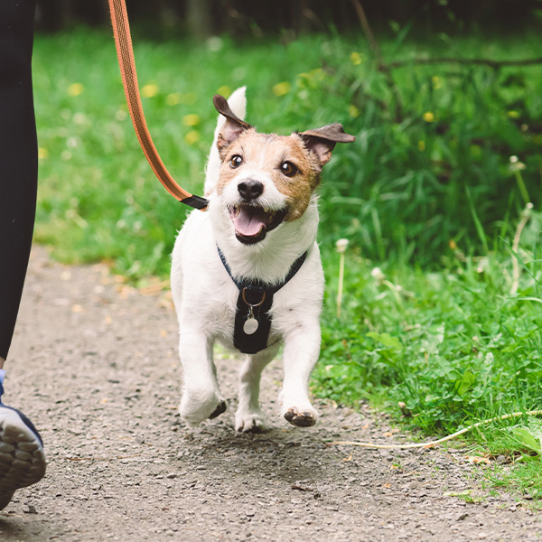 Dog with harness and leash next to owner