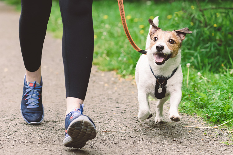 Dog with harness and leash next to owner