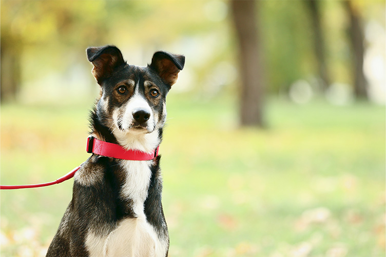 Dog with red collar and leash