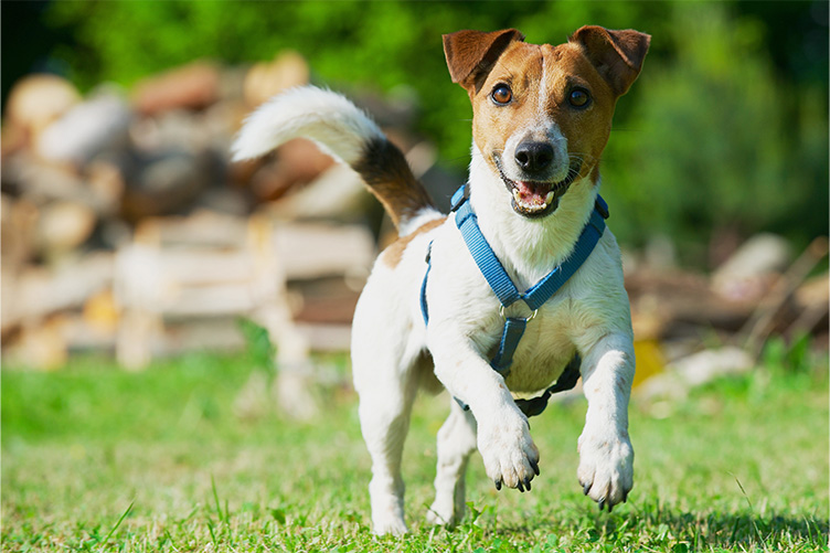 Dog wearing a blue harness