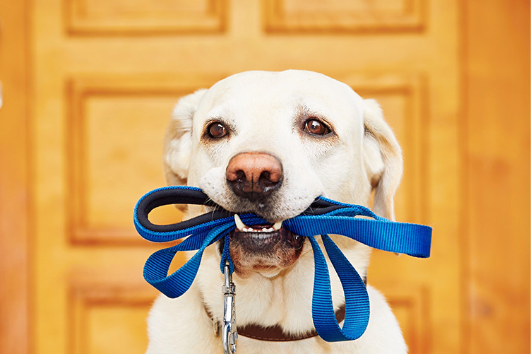 Dog with blue leash in mouth
